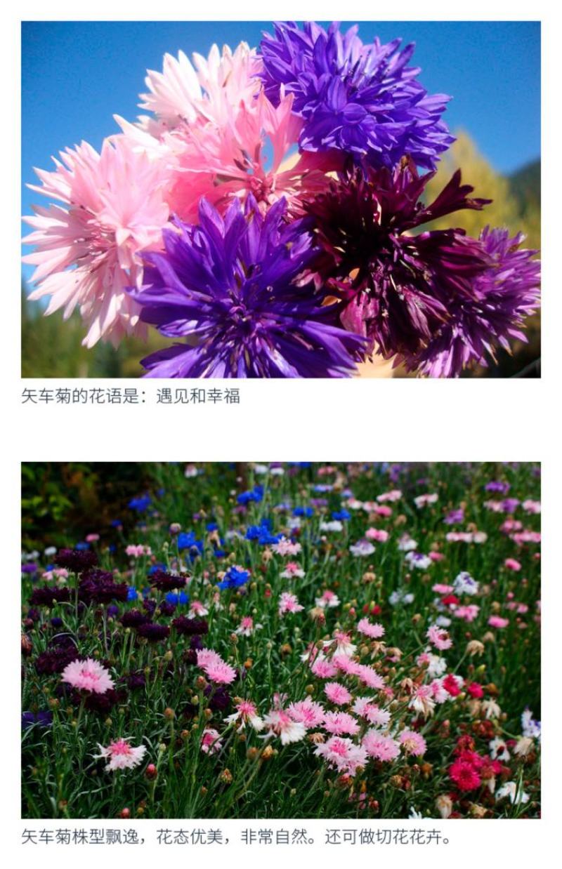 四季种易活花籽矢车菊种子花种子蓝芙蓉种子阳台庭院室外花种