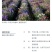 四季种易活花籽矢车菊种子花种子蓝芙蓉种子阳台庭院室外花种