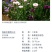 四季种易活花籽矢车菊种子花种子蓝芙蓉种子阳台庭院室外花种