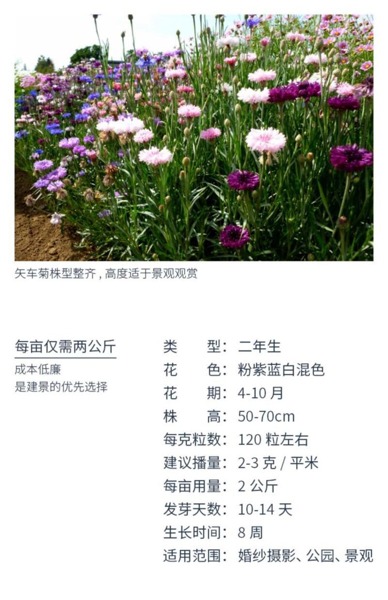 四季种易活花籽矢车菊种子花种子蓝芙蓉种子阳台庭院室外花种