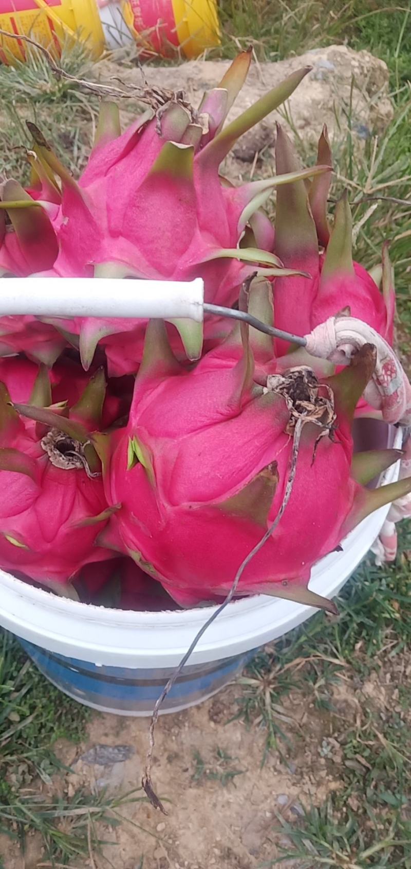 蜜玄龙-红心火龙果苗