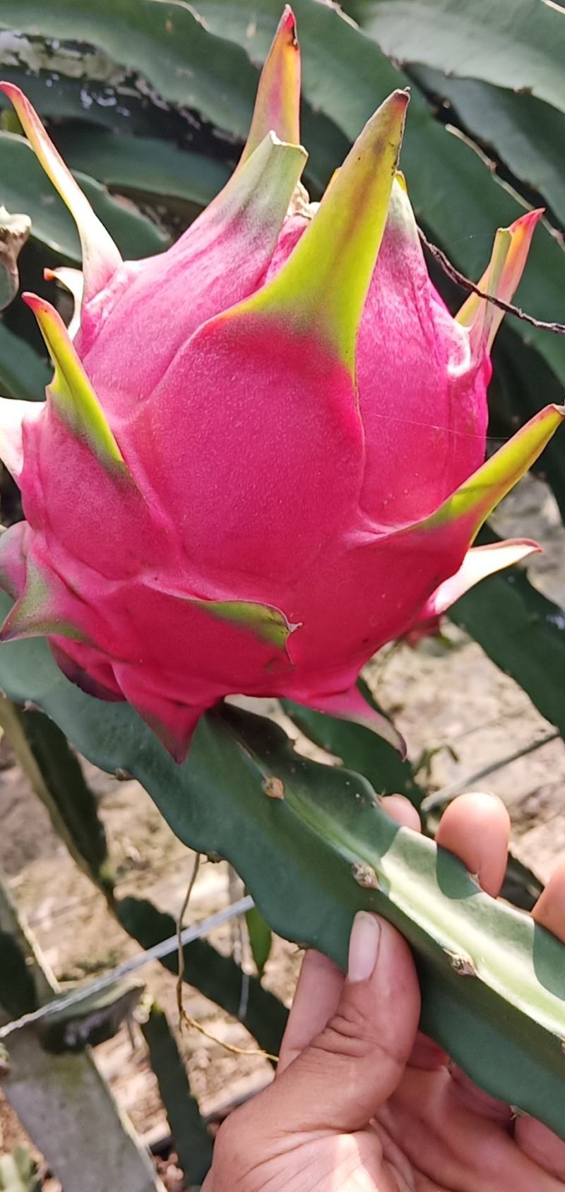 蜜玄龙-红心火龙果苗