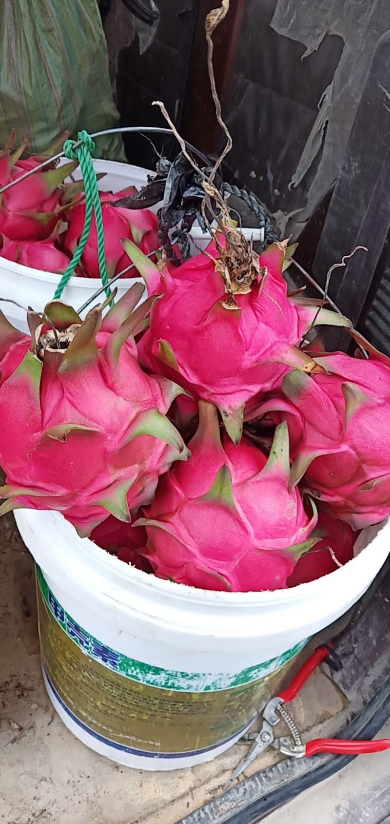 蜜玄龙-红心火龙果苗