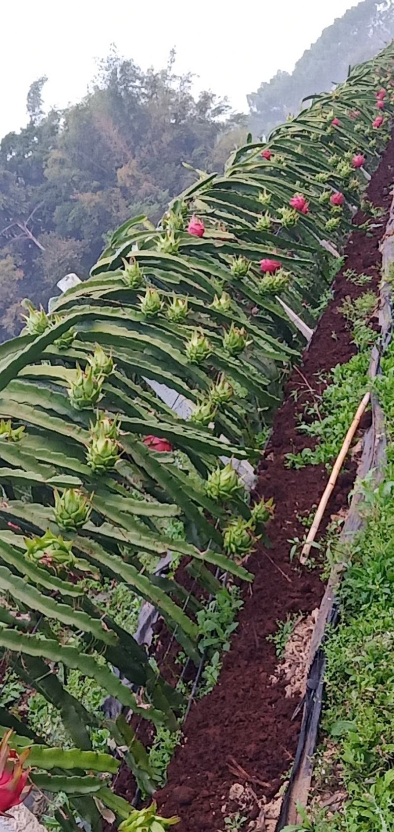 蜜玄龙-红心火龙果苗
