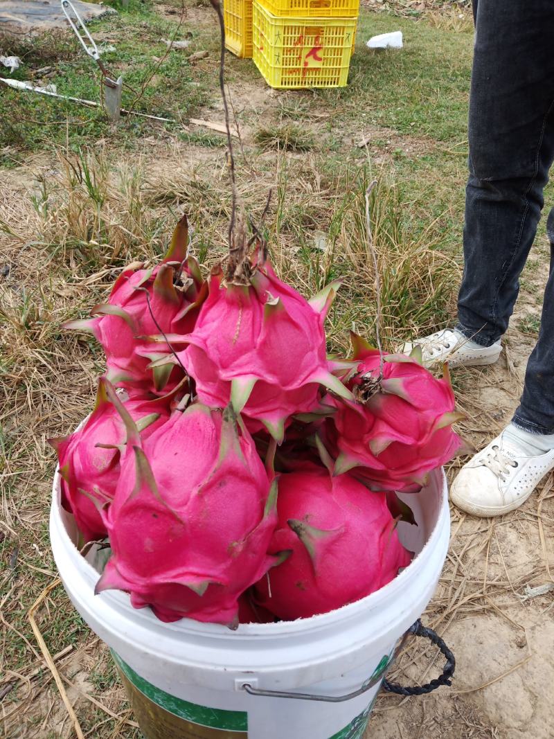 蜜玄龙-红心火龙果苗