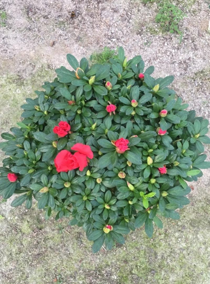 杜鹃花盆栽苗带花苞室内观花植物四季开花不断好养花卉花苗