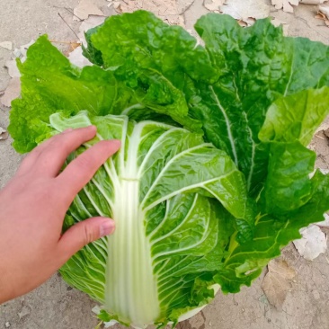 大白菜，园白菜，青稞26大量有货了，质量不错