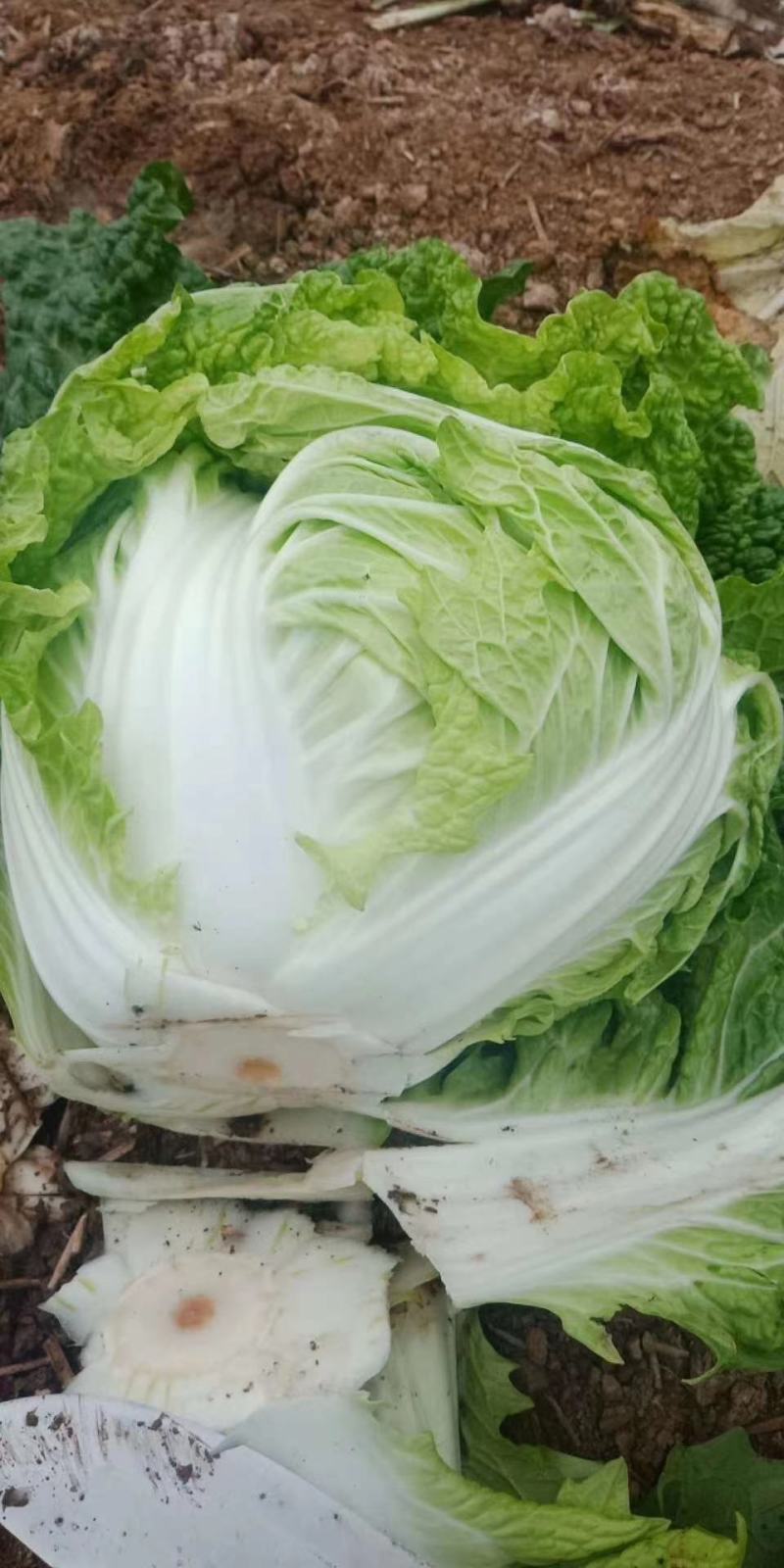 大白菜，园白菜，青稞26大量有货了，质量不错
