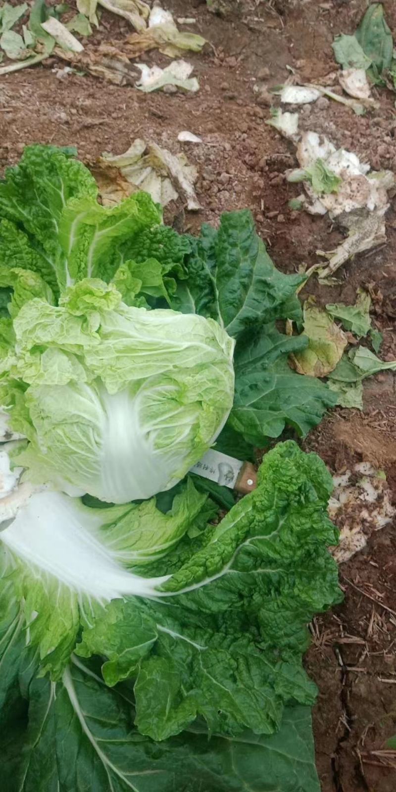 大白菜，园白菜，青稞26大量有货了，质量不错