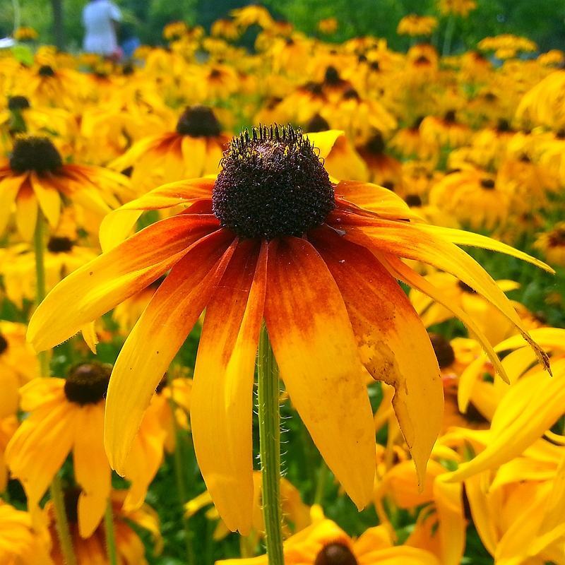 黑心菊花种子金光菊花种籽子多年生耐寒四季种易活庭院室外植