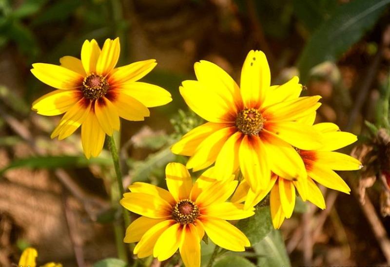 黑心菊花种子金光菊花种籽子多年生耐寒四季种易活庭院室外植