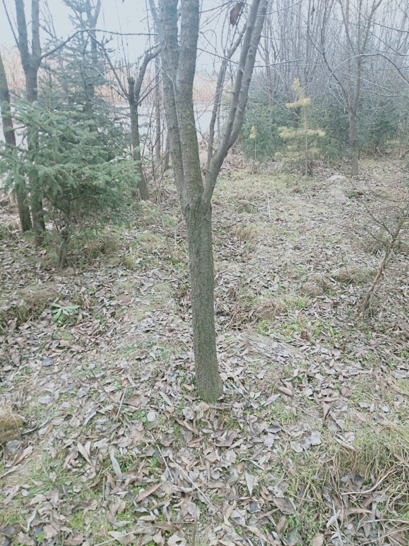 杏树，山杏，乔灌木，绿化苗木