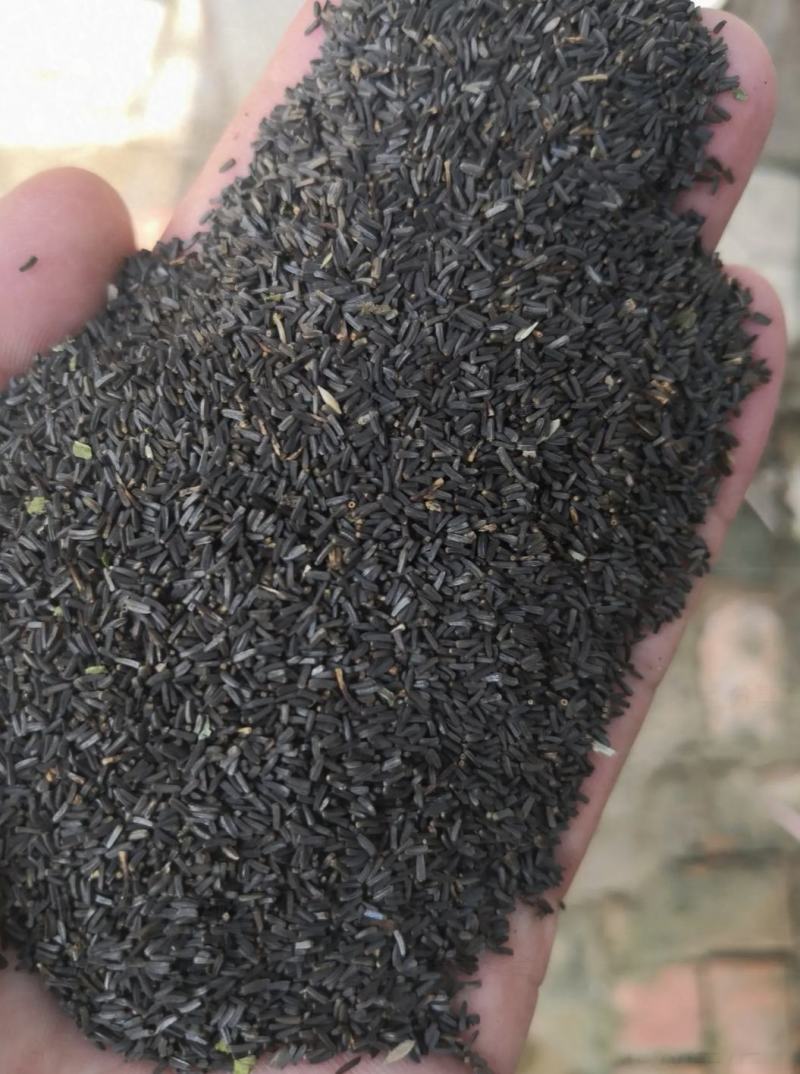 黑心菊花种子金光菊花种籽子多年生耐寒四季种易活庭院室外植