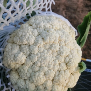 安阳市内黄县石花菜有货