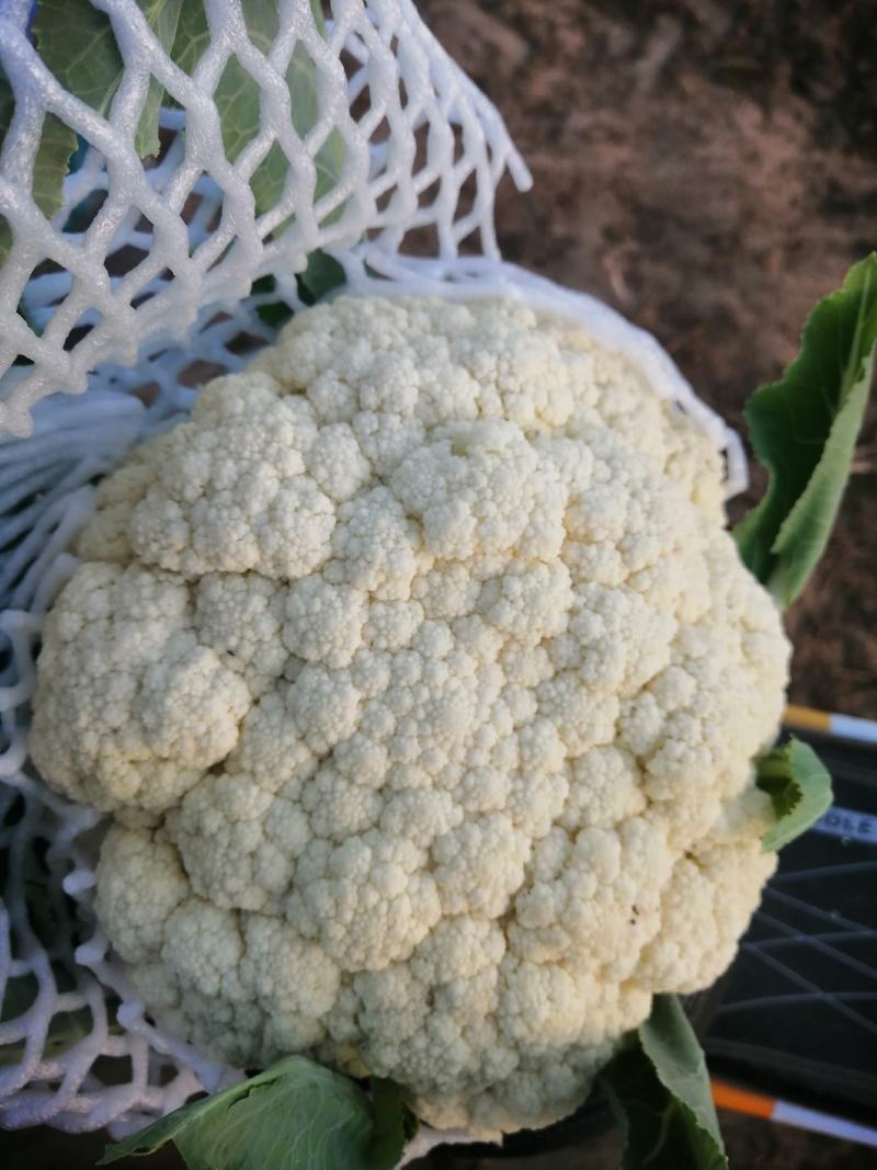 安阳市内黄县石花菜有货