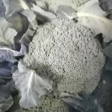 安阳市内黄县西兰花大量有货