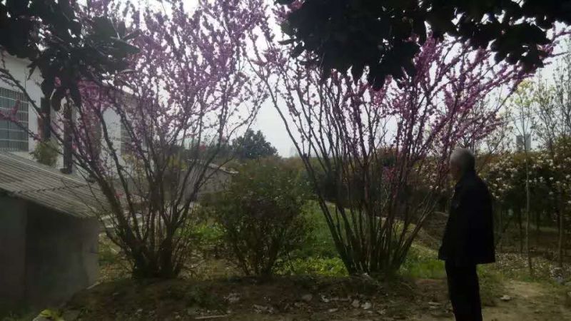 紫荆，河南紫荆花基地，丛生、独杆紫荆基地直销。