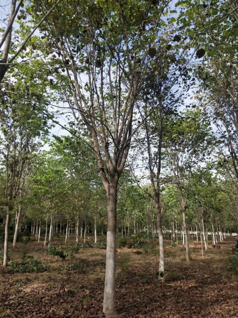 紫荆，河南紫荆花基地，丛生、独杆紫荆基地直销。