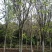紫荆，河南紫荆花基地，丛生、独杆紫荆基地直销。