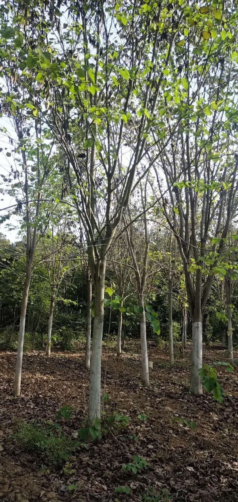 紫荆，河南紫荆花基地，丛生、独杆紫荆基地直销。