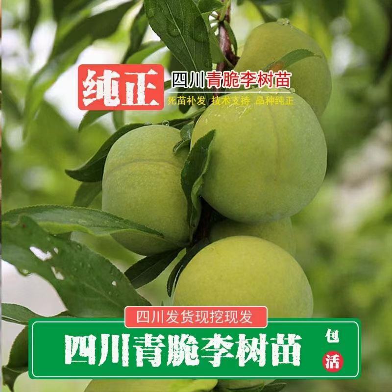 青脆李子苗一手货源，自产自销包品种量大从优，