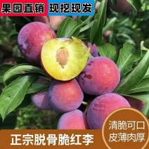脆红李苗晚熟。脆甜，现挖现发，保湿发货，提供技术支持！