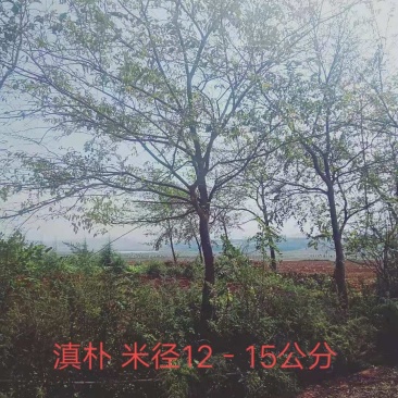 滇朴米径12-15公分