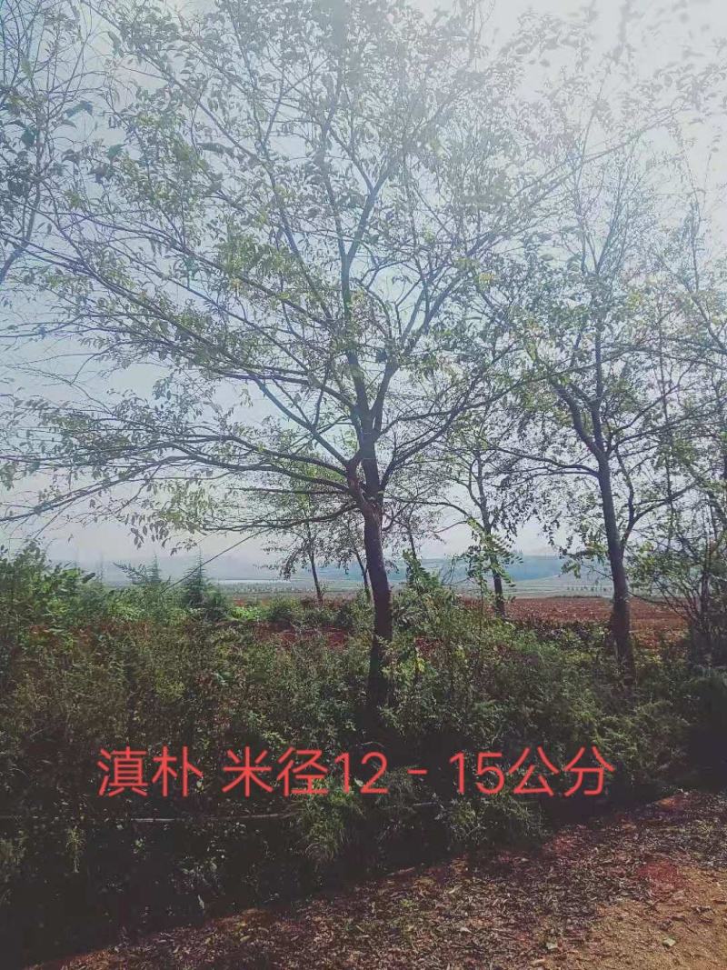 滇朴米径12-15公分