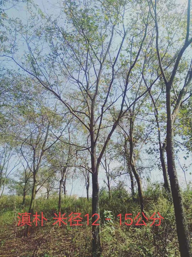 滇朴米径12-15公分