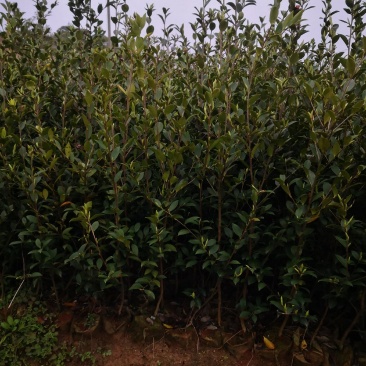 茶树苗.油茶苗.高产嫁接油茶苗基地直销.质量保证.，