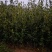 茶树苗.油茶苗.高产嫁接油茶苗基地直销.质量保证.，