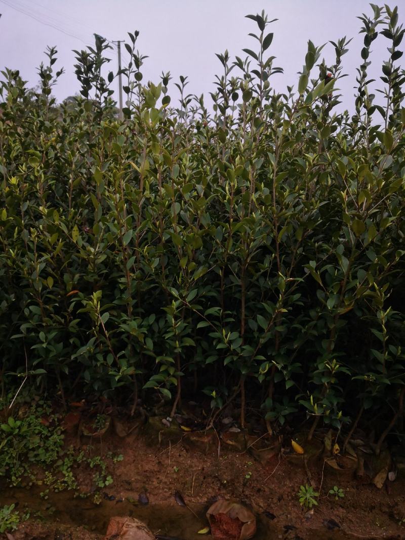 茶树苗.油茶苗.高产嫁接油茶苗基地直销.质量保证.，
