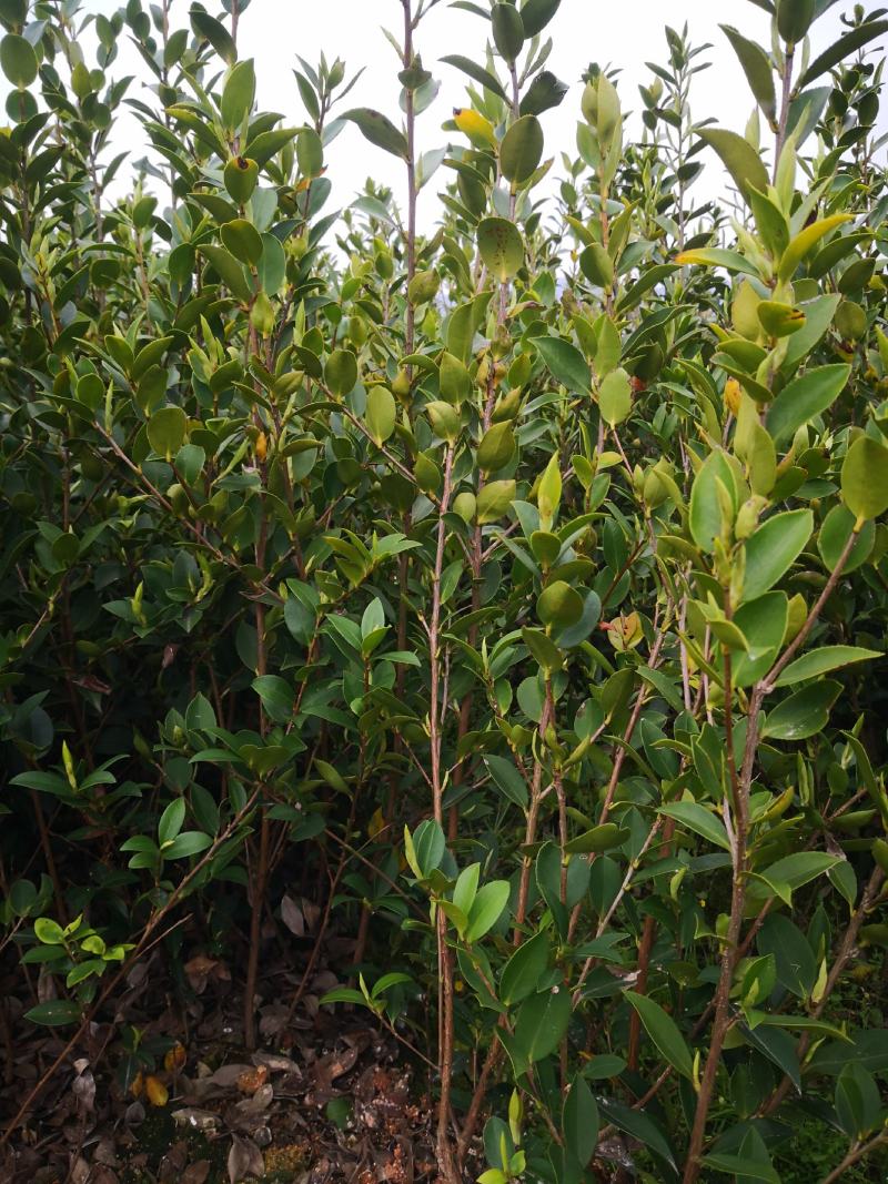 茶树苗.油茶苗.高产嫁接油茶苗基地直销.质量保证.，