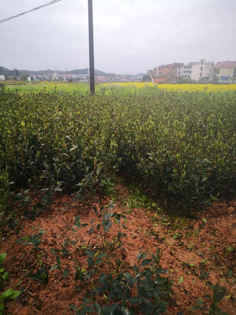 茶树苗.油茶苗.高产嫁接油茶苗基地直销.质量保证.，