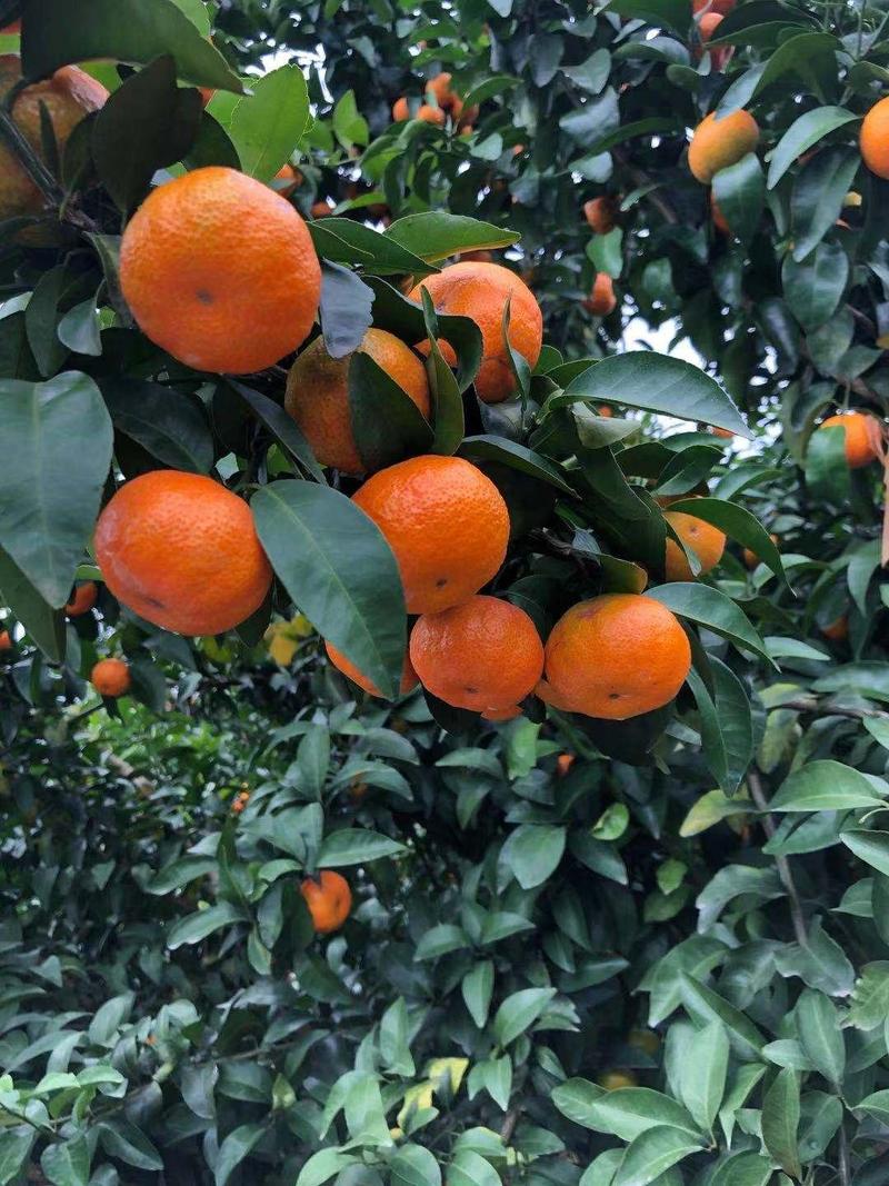 河北砂糖橘大量共赢，甜度高口感好支持全国各地代发代买。