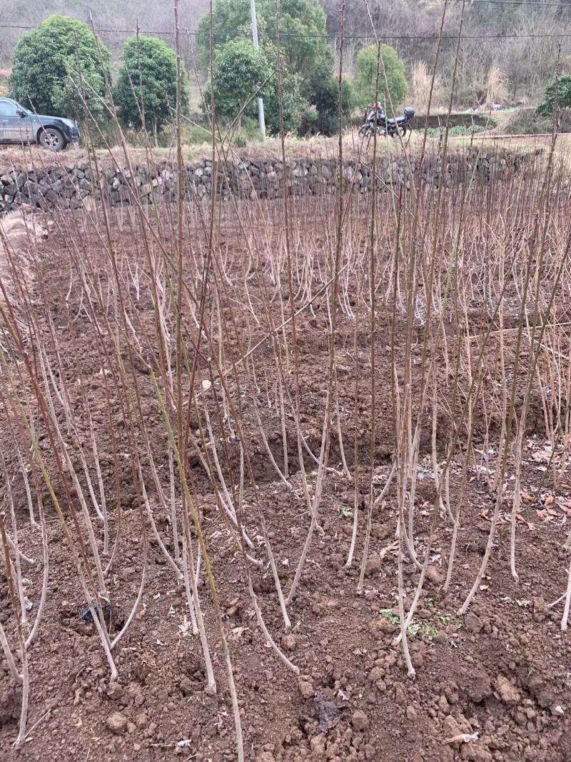 朱砂梅小苗红须朱砂梅小苗新品种朱砂梅小苗2/5公分