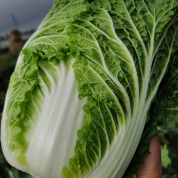 （热销）云南高原地区的黄心大白菜无虫眼无花心欢迎订购