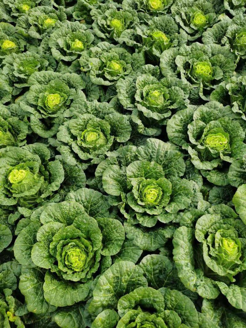 （热销）云南高原地区的黄心大白菜无虫眼无花心欢迎订购