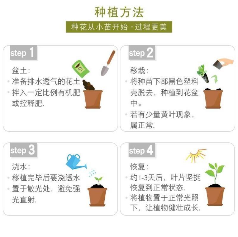 四季开花小丽花籽花种子四季易活盆栽庭院室外阳台草花卉种籽