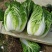 云南黄心大白菜，热卖中，无虫眼，无花心2斤到3斤现砍现卖