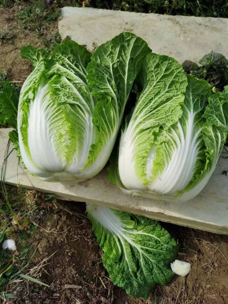 云南黄心大白菜，热卖中，无虫眼，无花心2斤到3斤现砍现卖