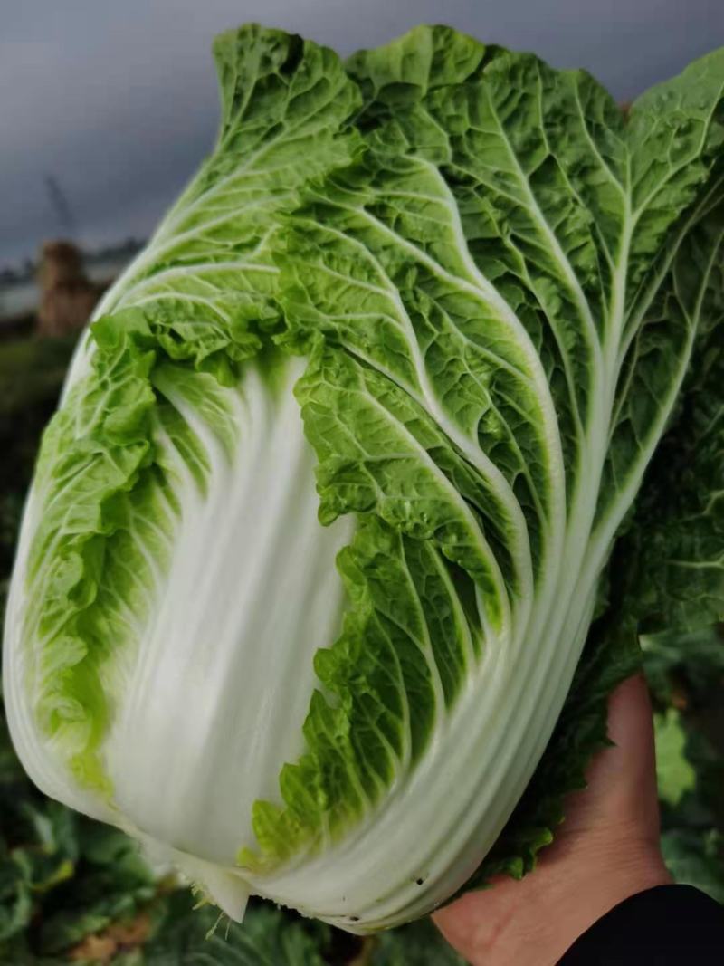 云南高原黄心大白菜，无虫眼，2斤3斤左右，现砍现卖