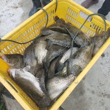 桂鱼，诚信经营需要的随时联系