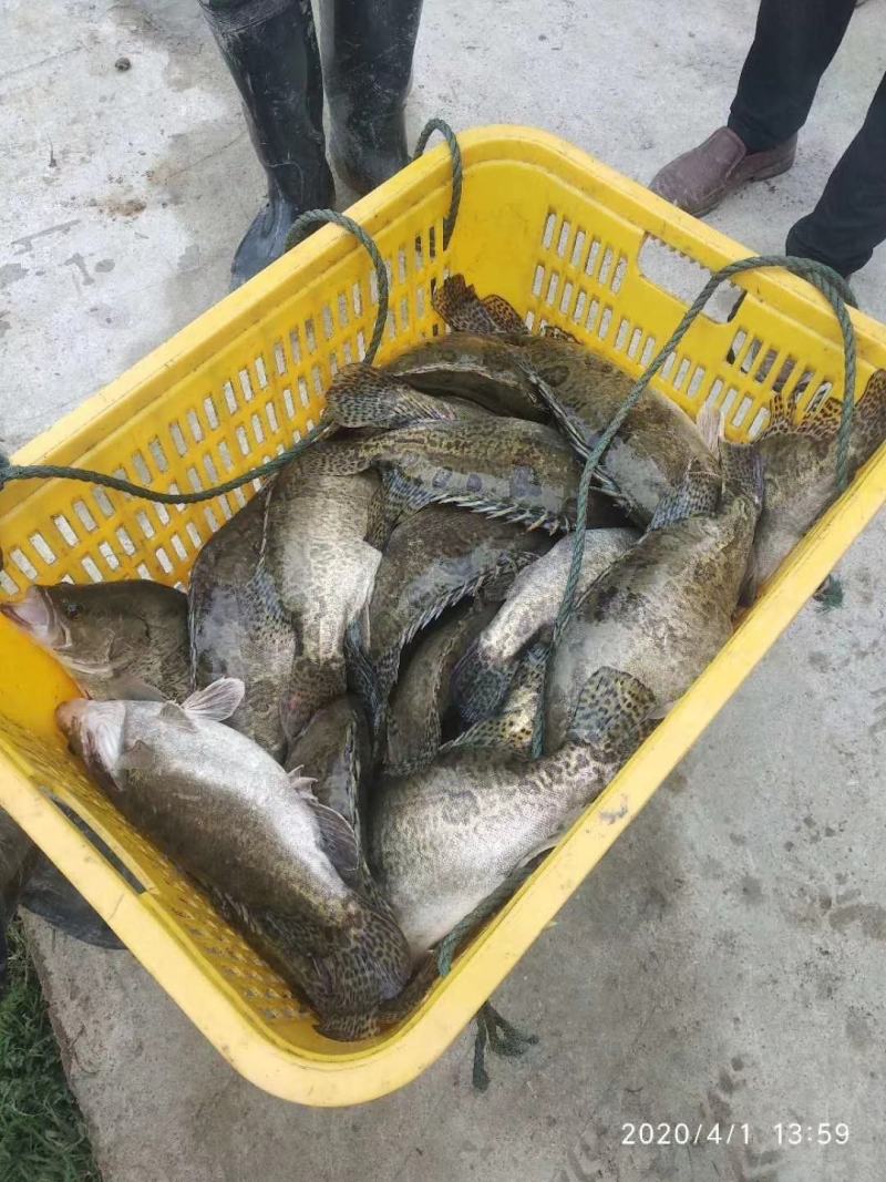 桂鱼，诚信经营需要的随时联系