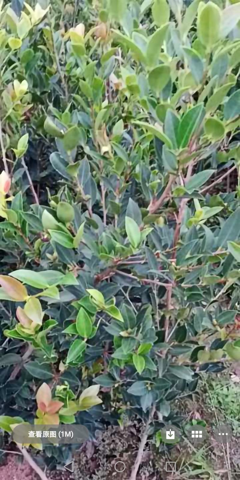 湖南油茶苗，茶树苗基地直销，质量保证价格优惠