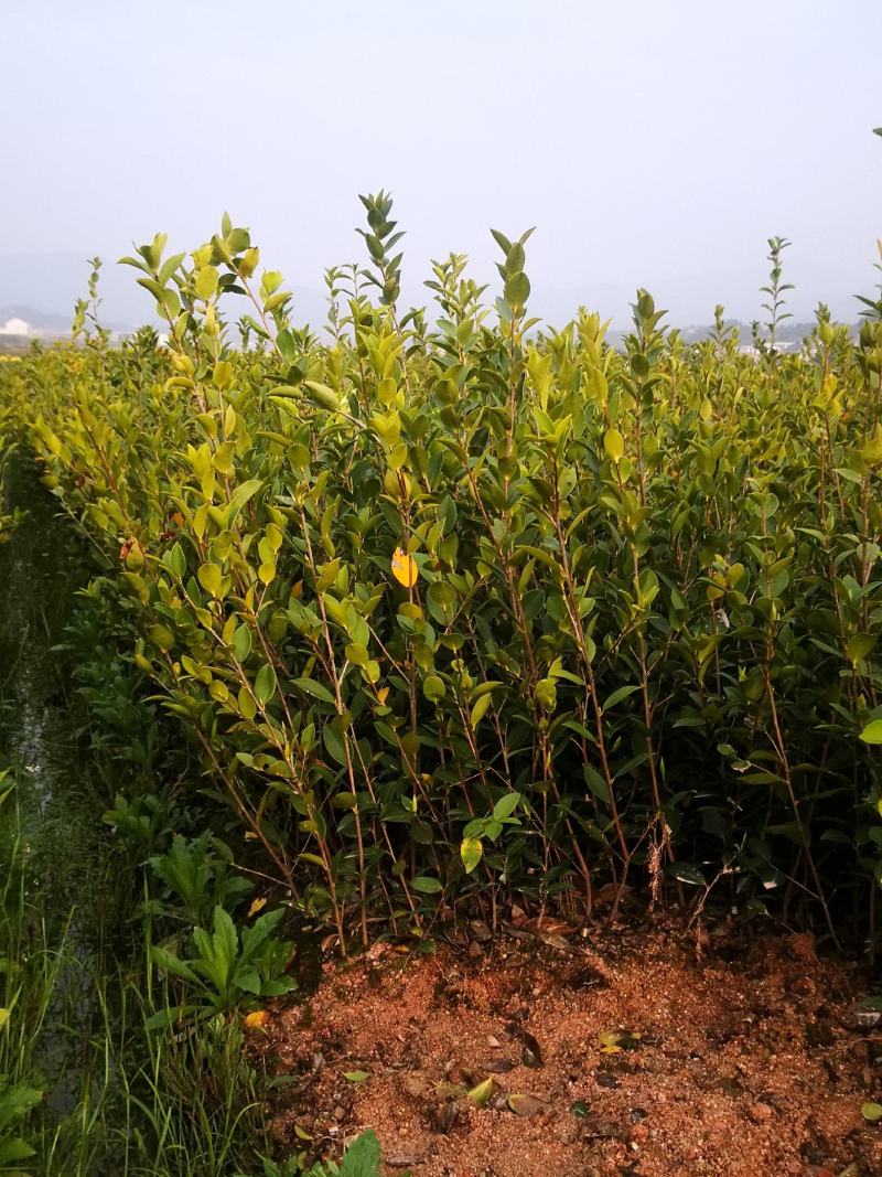 湖南油茶苗，茶树苗基地直销，质量保证价格优惠