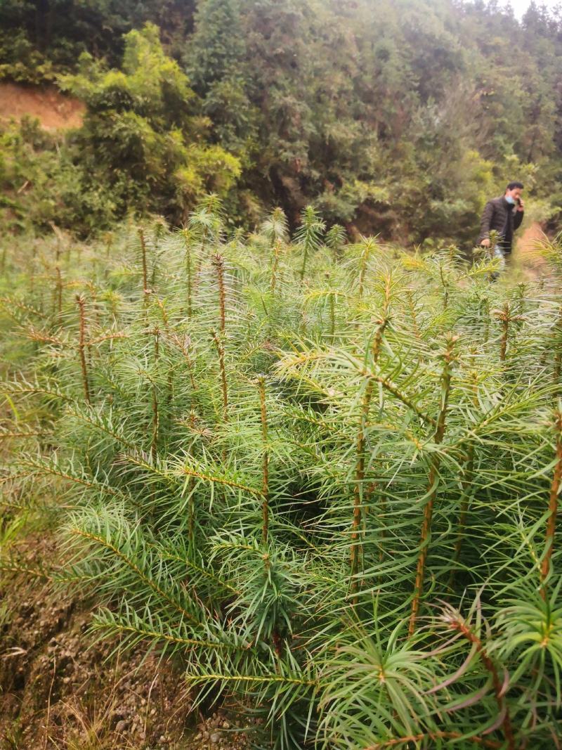 湖南油茶苗，茶树苗基地直销，质量保证价格优惠