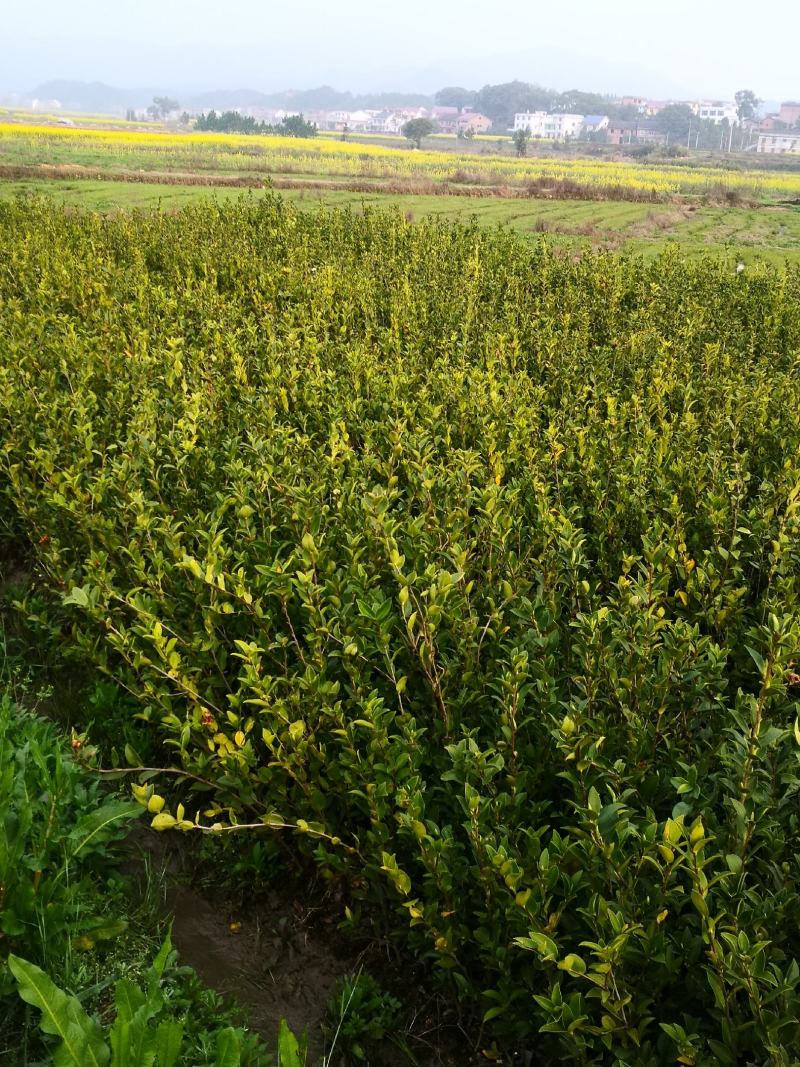 湖南油茶苗，茶树苗基地直销，质量保证价格优惠