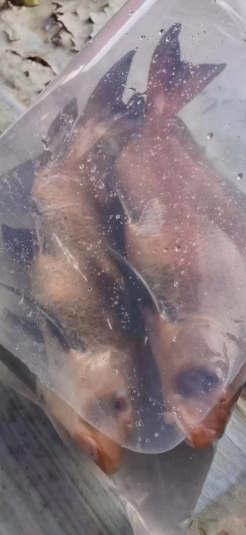 胭脂鱼，诚信经营需要的随时电话联系