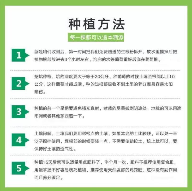 柿子树苗嫁接日本甜脆柿树盆地栽南北方种植磨盘当年结果黑柿